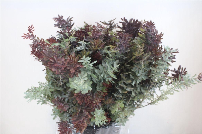 <h4>Mimosa Baleana P Bunch</h4>