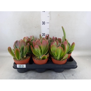 Kalanchoe NF thyrsiflora 'Red Lips'