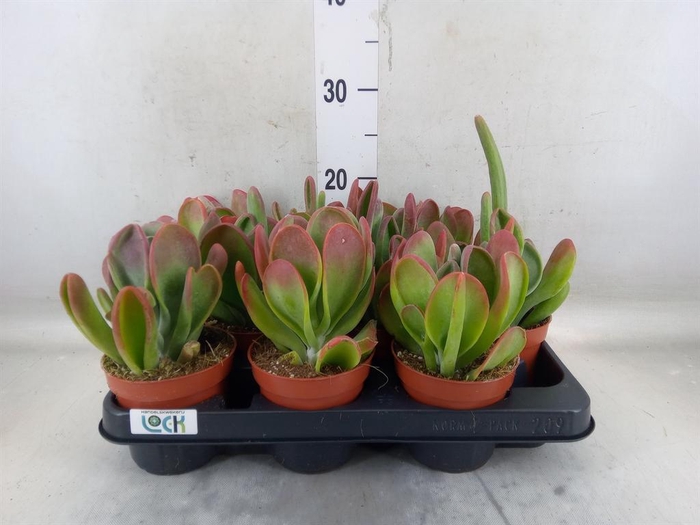 <h4>Kalanchoe NF thyrsiflora 'Red Lips'</h4>