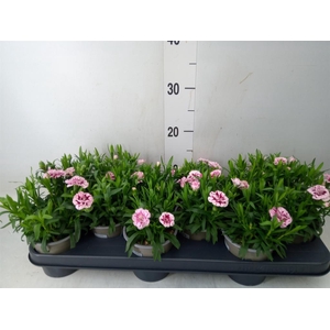 Dianthus  'Oscar'   ...mix