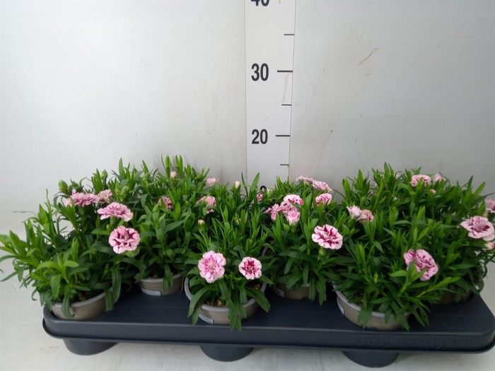 <h4>Dianthus  'Oscar'   ...mix</h4>