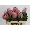 Protea Cynaroides