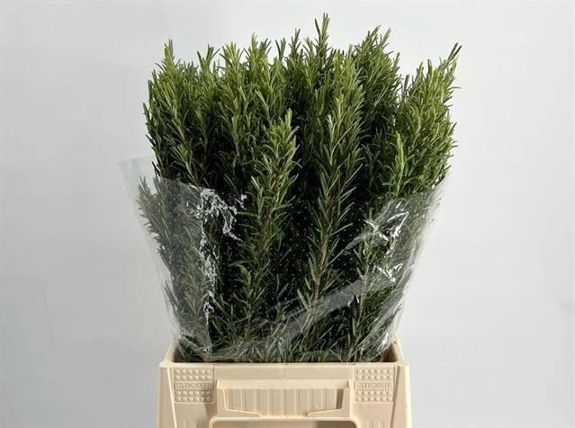 <h4>ROSMARINUS OFFICINALIS*</h4>