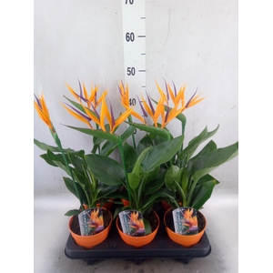 Arr.  Strelitzia L%