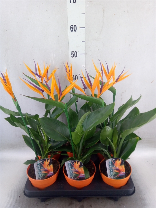 <h4>Arr.  Strelitzia L%</h4>