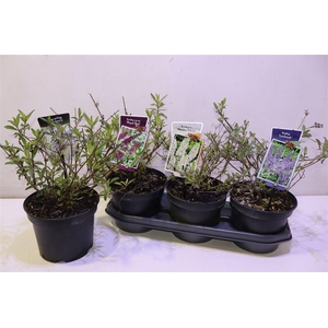 Budd Davidii 3kl Mixtray