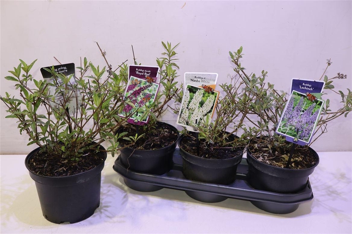 <h4>Budd Davidii 3kl Mixtray</h4>