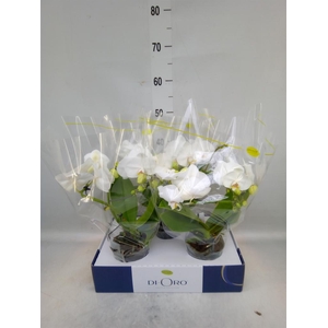 Phalaenopsis   ...white