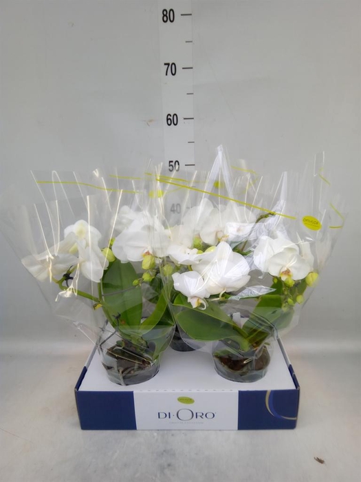 <h4>Phalaenopsis   ...white</h4>