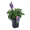 Salvia Salgoon Lake Blueberry donker blauw