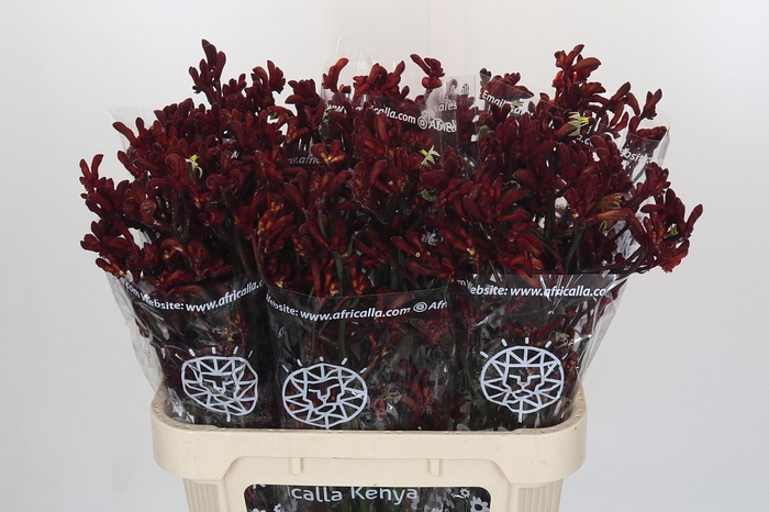 Anigozanthos Early Spring