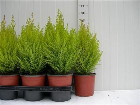 ** Cupr Ma Goldc Wilma ** Winter Promo **