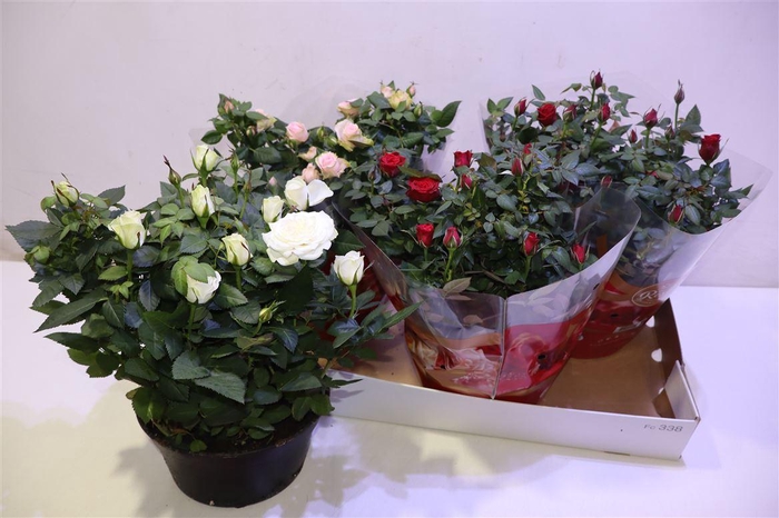 <h4>arr8 Ro Fav Ro Gem 3 Srt</h4>