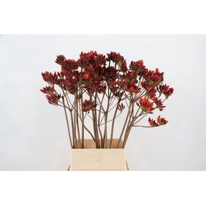 RHODO. NEW ORANGE 100CM