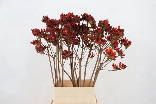 <h4>RHODO. NEW ORANGE 100CM</h4>