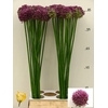 Allium Pink Lady