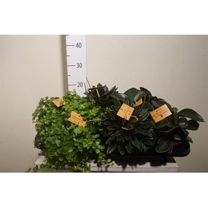Peperomia gemengd