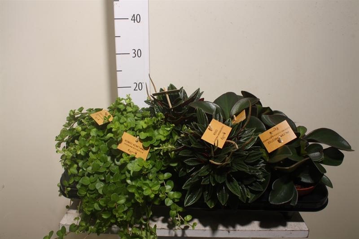 <h4>Peperomia gemengd</h4>