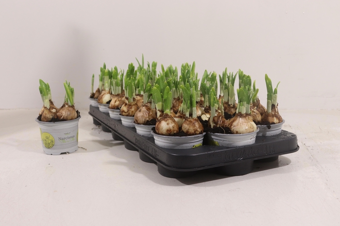 <h4>Narc O Tete A Tete</h4>