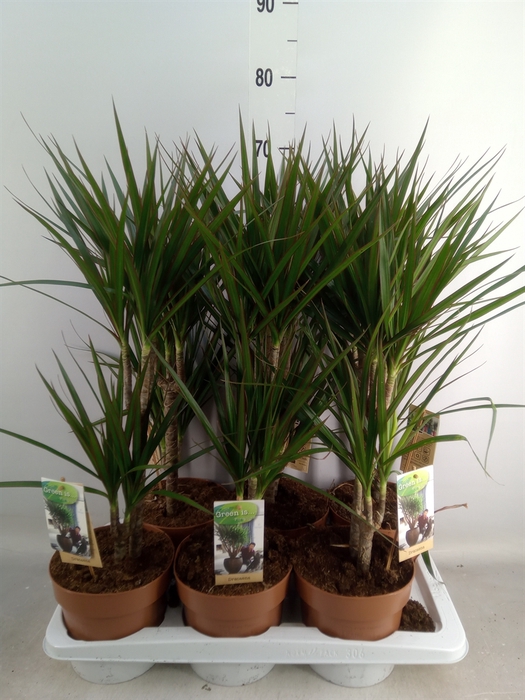 <h4>Dracaena marg.</h4>