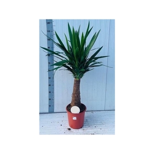 Yucca 24cm Pot 110cm