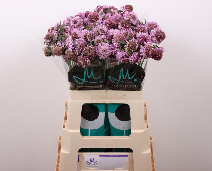 <h4>Scabiosa Saura Marginpar</h4>