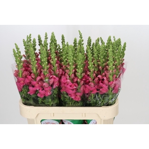 Antirrhinum Avignon Rose