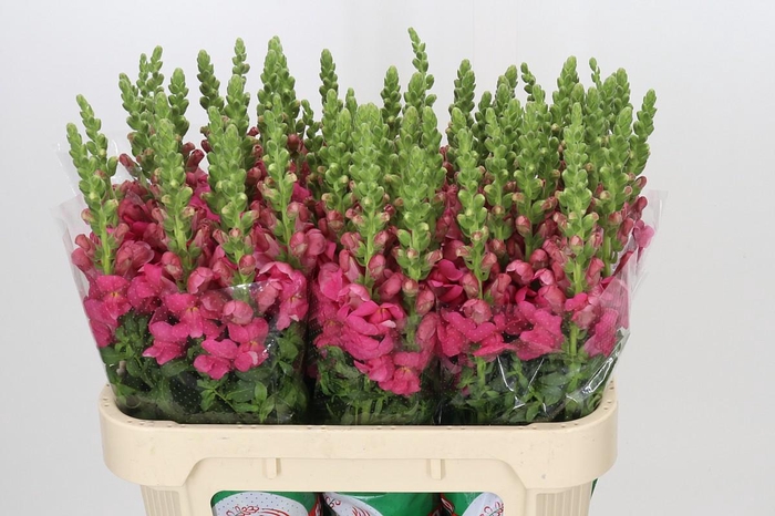 <h4>Antirrhinum Avignon Rose</h4>