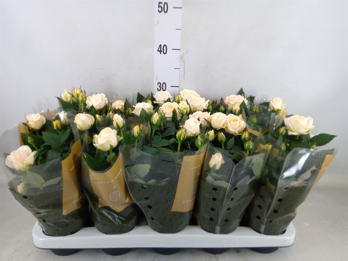 <h4>Rosa  'Belami Kordana'</h4>
