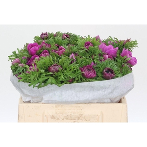 Anemone Levante Fucsia