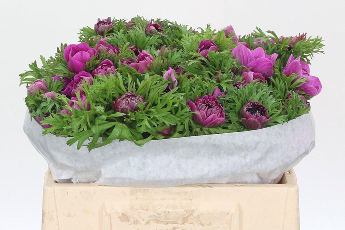 <h4>Anemone Levante Fucsia</h4>