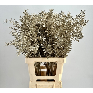 Dried Ruscus Aculeatus Platinum