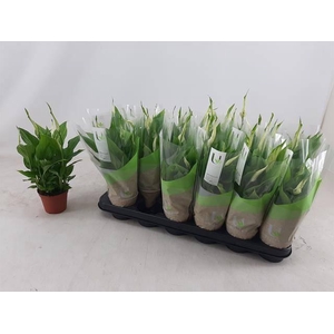 Spathiphyllum Chopin 9Ø 30cm 5fl
