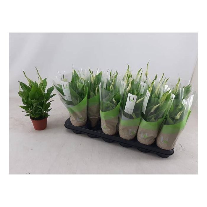 <h4>Spathiphyllum Chopin 9Ø 30cm 5fl</h4>