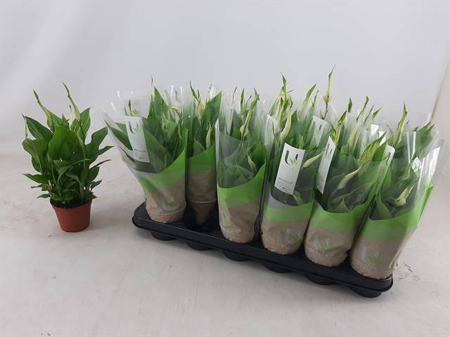 Spathiphyllum Chopin 9Ø 30cm 5fl