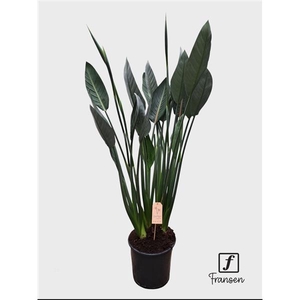 F Strelitzia Reginae (in knop)
