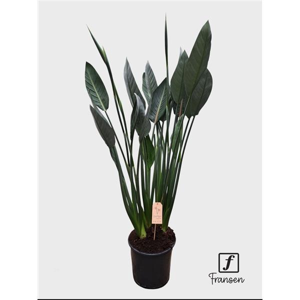 <h4>F Strelitzia Reginae (in knop)</h4>