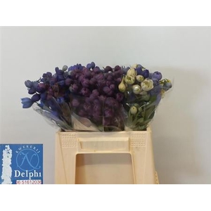 DELPH DU GEM FUST