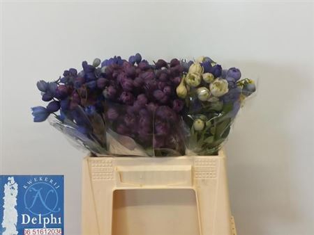 <h4>DELPH DU GEM FUST</h4>