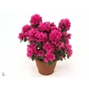 RHODO SI NAZAR ROOD