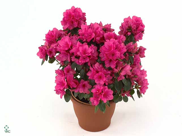 RHODO SI NAZAR ROOD