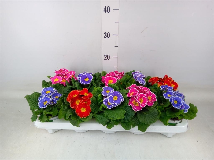 <h4>Primula ac.   ...mix</h4>