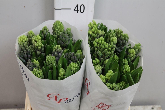 <h4>Hyac Delft Blue</h4>