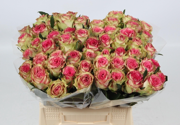 <h4>R GR MONIQUE</h4>