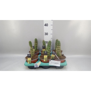 Succulents   ...
