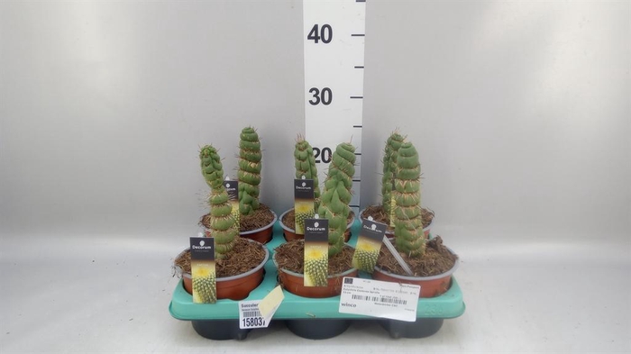 <h4>Succulents   ...</h4>