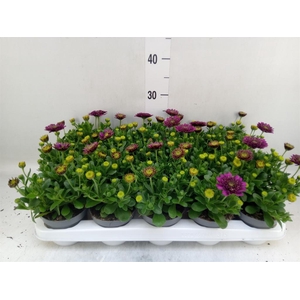 Osteospermum  'FlowPow Dbl Purple'