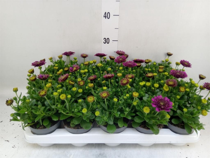 <h4>Osteospermum  'FlowPow Dbl Purple'</h4>