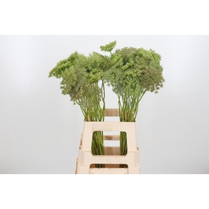 Ammi Majus Visnaga Zaad
