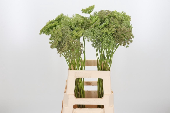 <h4>Ammi Majus Visnaga Zaad</h4>